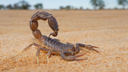 Some scorpions can shed their tail to escape predators, which leads to permanent constipation.