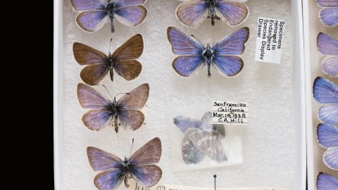 The Xerces blue butterfly is extinct and can only be found in museum collections.
