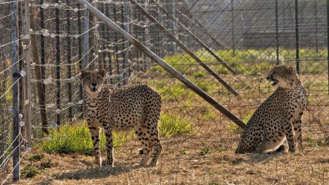 Deux guépards sont vus dans une section de quarantaine avant d'être transférés en Inde. 