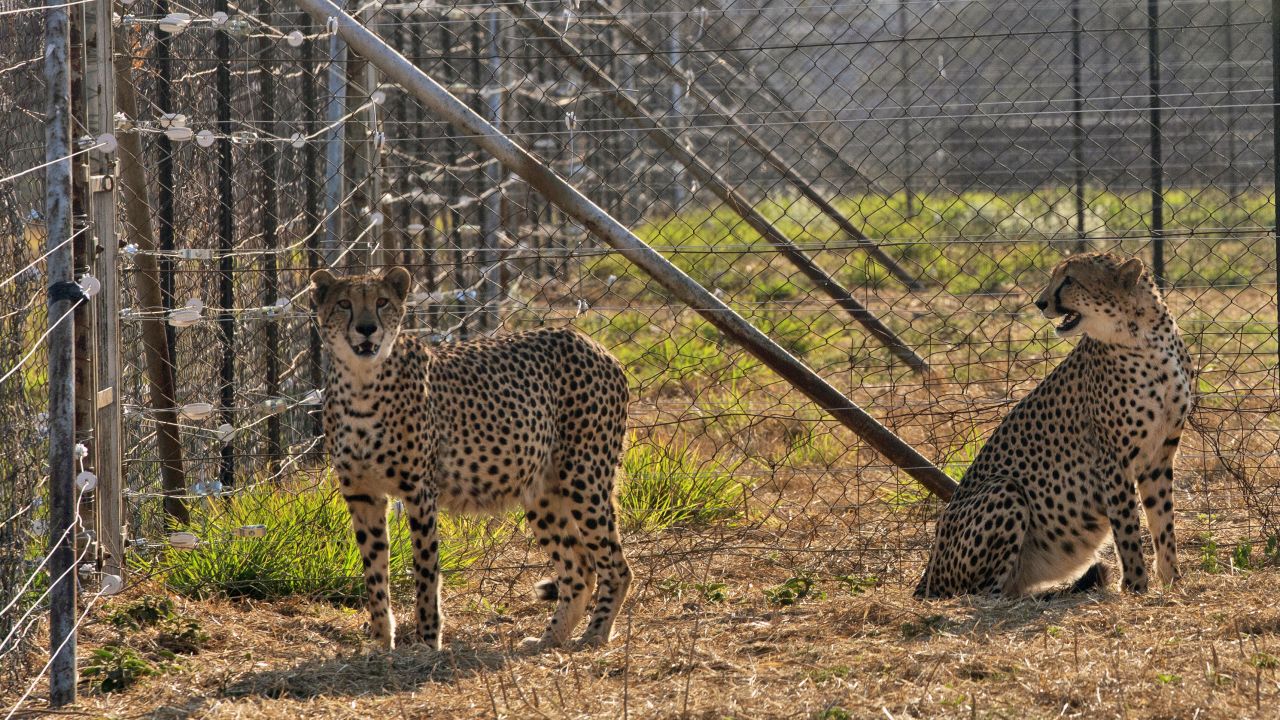 Two cheetahs are seen inside a quarantine section before being relocated to India. 
