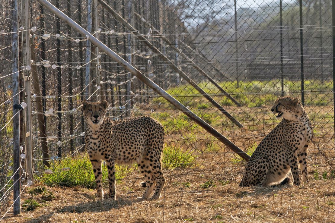 Two cheetahs are seen inside a quarantine section before being relocated to India. 