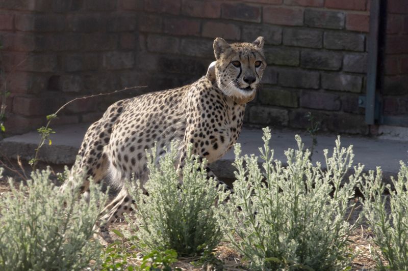 8 Cheetahs Arrive To India From Namibia As Part Of Reintroduction ...