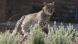 A cheetah runs inside a quarantine section before being relocated to India next month, at a reserve near Bella Bella, South Africa, Sunday, Sept. 4, 2022. South African wildlife officials have sent four cheetahs to Mozambique this week and plan to send more cheetahs to India next month. (AP Photo/Denis Farrell)