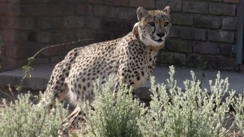 The cheetah runs inside the quarantine department before being transferred to India.