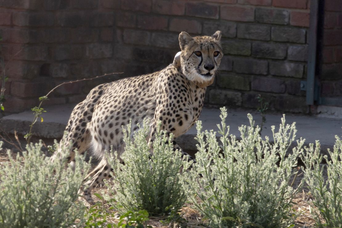 A cheetah runs inside a quarantine section before being relocated to India.