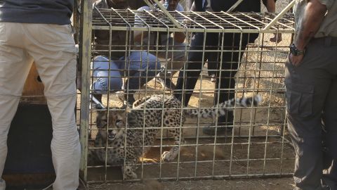 Gepard leży w klatce transportowej Gepard Conservation Fund (CCF) w Otjiwarongo w Namibii, 16 września 2022 r. 