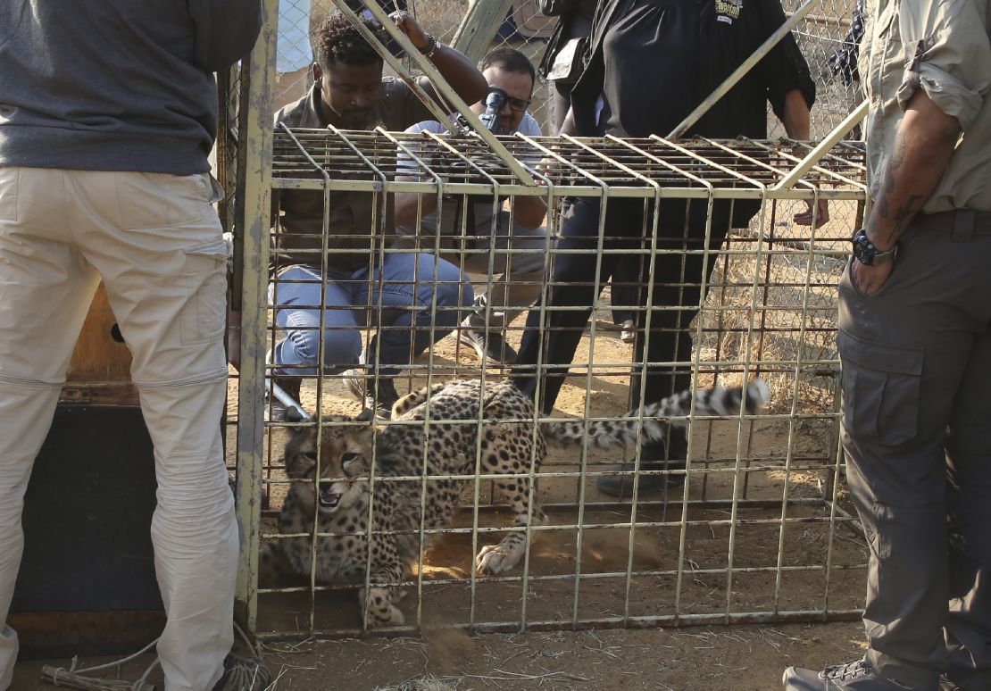 A cheetah lies  inside a transport cage at the Cheetah Conservation Fund (CCF) in Otjiwarongo, Namibia, on Sept. 16, 2022. 