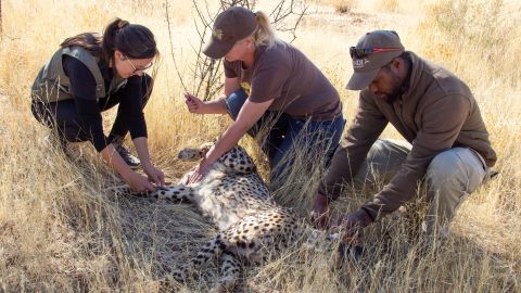Des vétérinaires prélèvent du sang sur un guépard pour être transporté en Inde à Erindi, en Namibie, le 4 août 2022. 