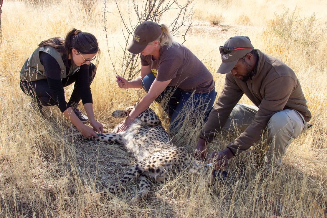 Vets draw blood from a cheetah to be transported to India at Erindi, Namibia, August 4, 2022. 