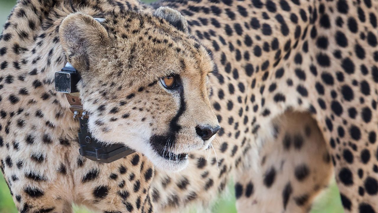 Namibian cheetah at Erindi Private Game Reserve in February 2022.