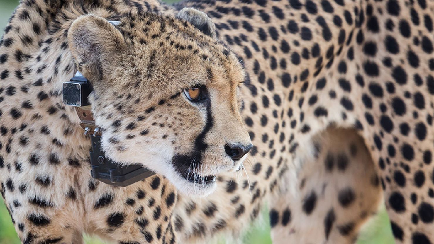 Namibian cheetah at Erindi Private Game Reserve in February 2022.