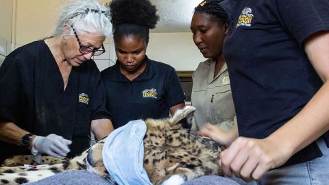 8 Cheetahs Arrive To India From Namibia As Part Of Reintroduction Project | CNN 2 Cheetah Conservation Fund founder and executive director, Laurie Marker, and staff prepare the cheetahs for their journey in Otjiwarongo, Namibia, on September 12. Photo credit: Carolina Torres/Cheetah Conservation Fund