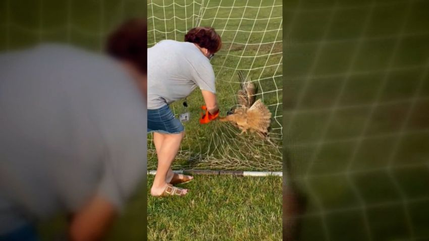 teacher saves owl