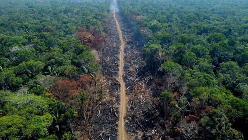 Brazilian Atlantic Forest deforestation up nearly 60% - New World