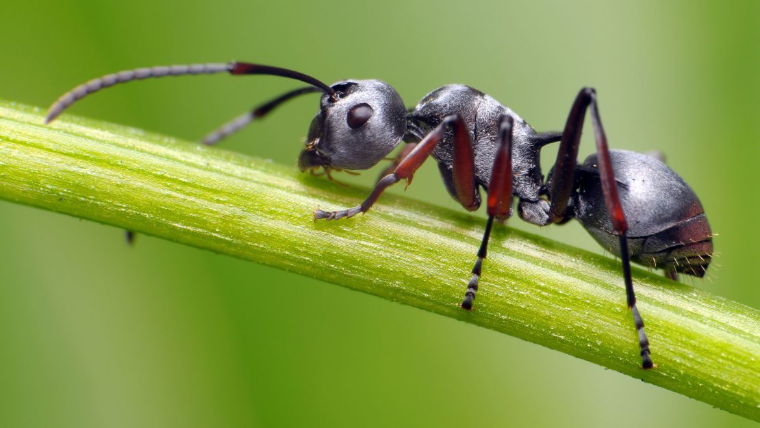 Ants & mankind involved with finding gold.