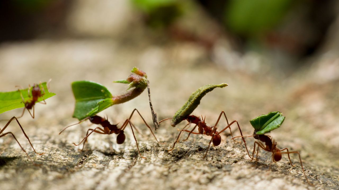 There are around 20 quadrillion ants on Earth, according to a new study. Leafcutter ants are shown in Costa Rica's Manuel Antonio National Park.