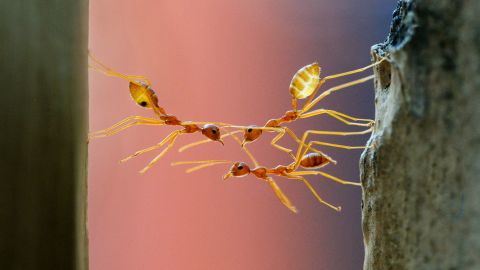Un conjunto de datos globales podría ayudar a monitorear los cambios ambientales al observar los cambios en el número de hormigas.