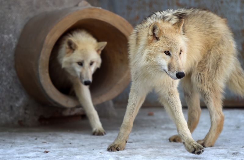 Chinese researchers clone an Arctic wolf in ‘landmark’ conservation project