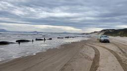 In this handout image provided by Huon Aquaculture, whales are seen beached along the shoreline on September 21, 2022 in Strahan, Australia.