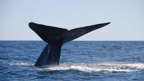 Noise air pollution is killing whales, however this know-how might assist