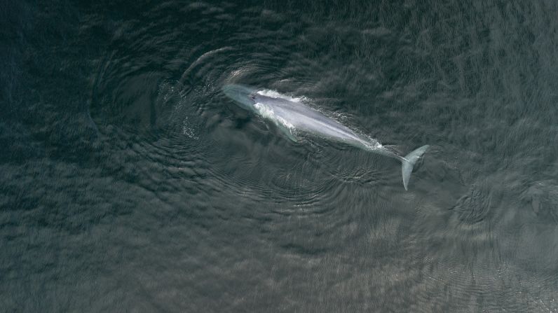 In the Gulf of Corcovado, off southern Chile, whales are abundant. Nine species can be found in these waters, and it's one of the largest feeding grounds in the southern hemisphere for the endangered blue whale (pictured).