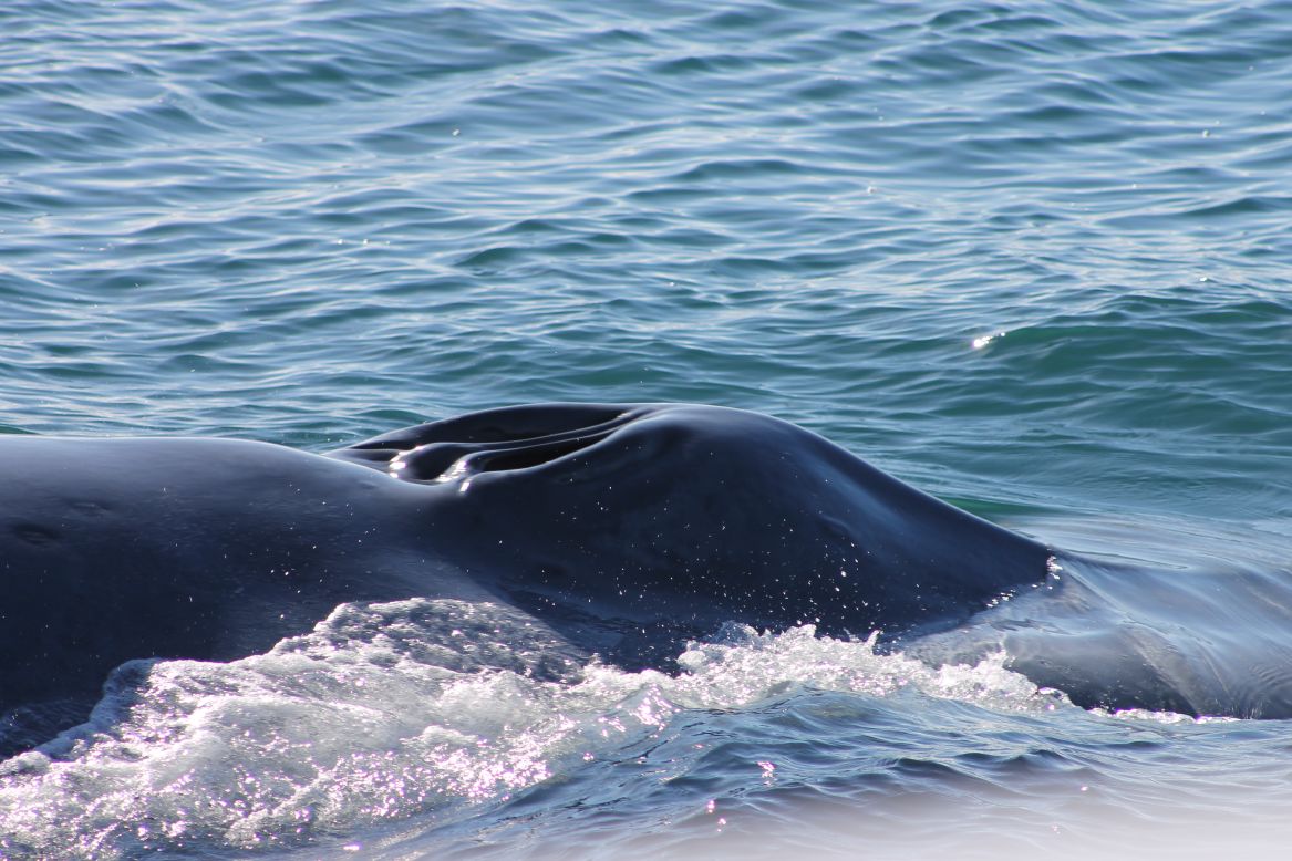An acoustic alert system could help to protect whales from ship