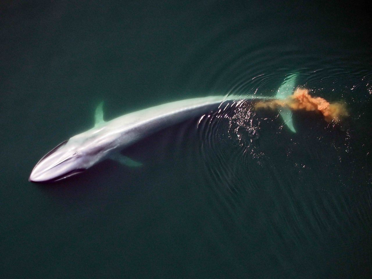 Protecting whale populations is important for the wider ecosystem. Known as the ocean's "<a href="https://www.uvm.edu/news/story/whales-ecosystem-engineers" target="_blank" target="_blank">ecosystem engineers</a>," whales help to recycle nutrients and their feces (the red-brown plume shown in this photo) supports plankton growth.