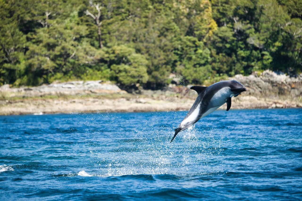 The region also includes Melimoyu National Park, which is a protected area, home to dolphins, penguins, seals, and sea lions.