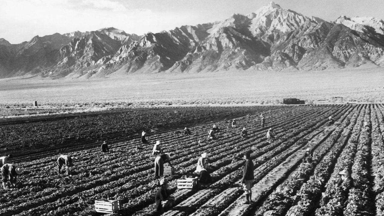 People of Japanese ancestry are shown working in a potato field at Manzanar War Relocation Center, a concentration camp in California where Japanese Americans were incarcerated during World War II.