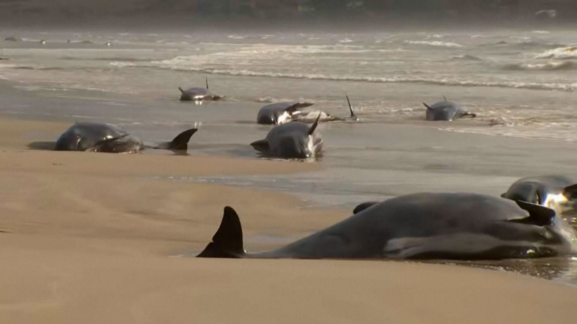 Tasmania whale stranding: 200 whales dead, 35 remain alive