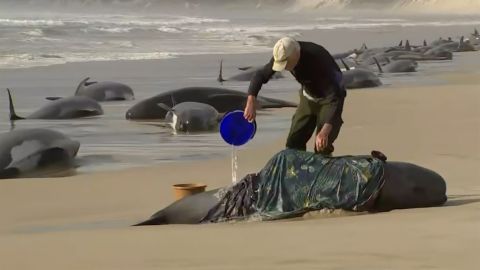 A rescuer pours h2o  connected  a stranded whale connected  Tasmania's Ocean Beach.
