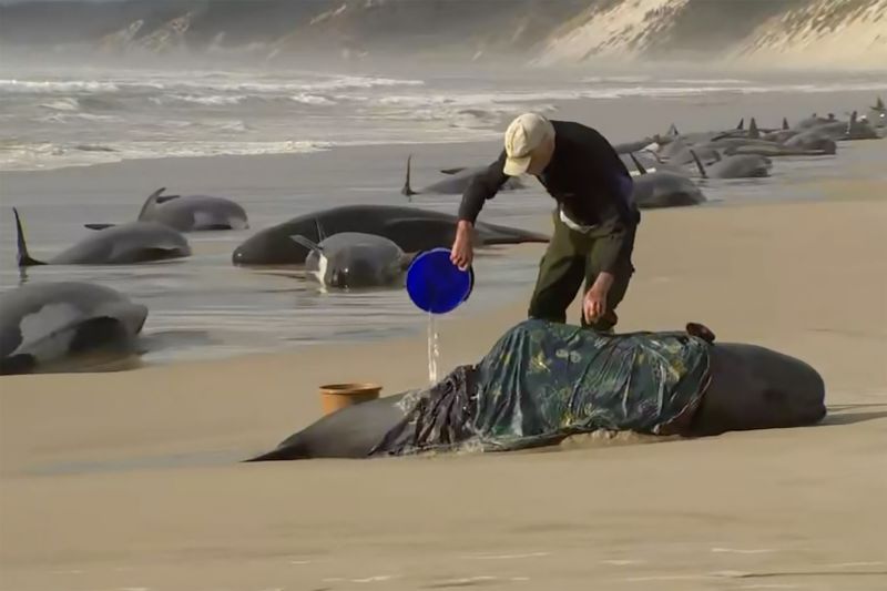 تقطّع السبل لحوت تسمانيا: 200 حوت مات و 35 لا يزال على قيد الحياة