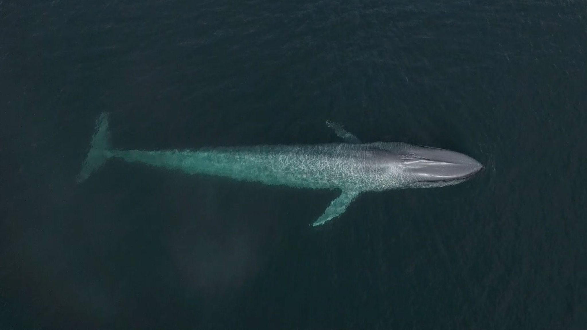 Noise pollution is killing whales, but this technology could help | CNN