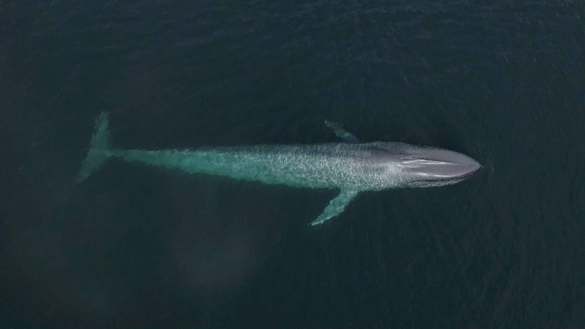 Noise pollution is killing whales, but this technology could help | CNN Noise pollution is killing whales, but this technology could help | CNN