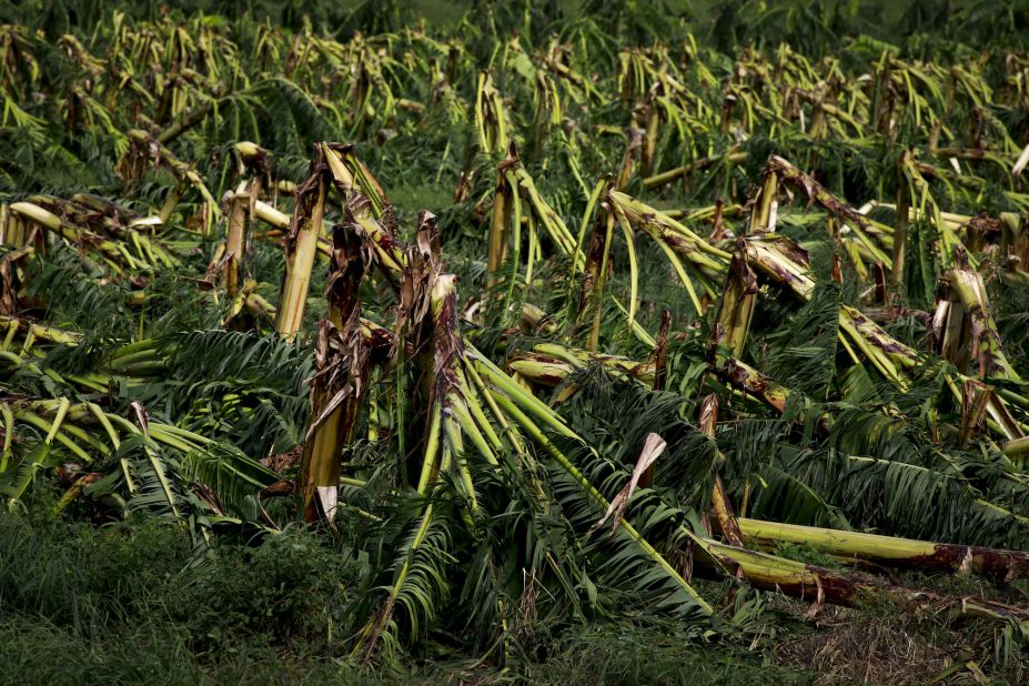 A damaged plantain crop field is seen Tuesday in Guanica, Puerto Rico.