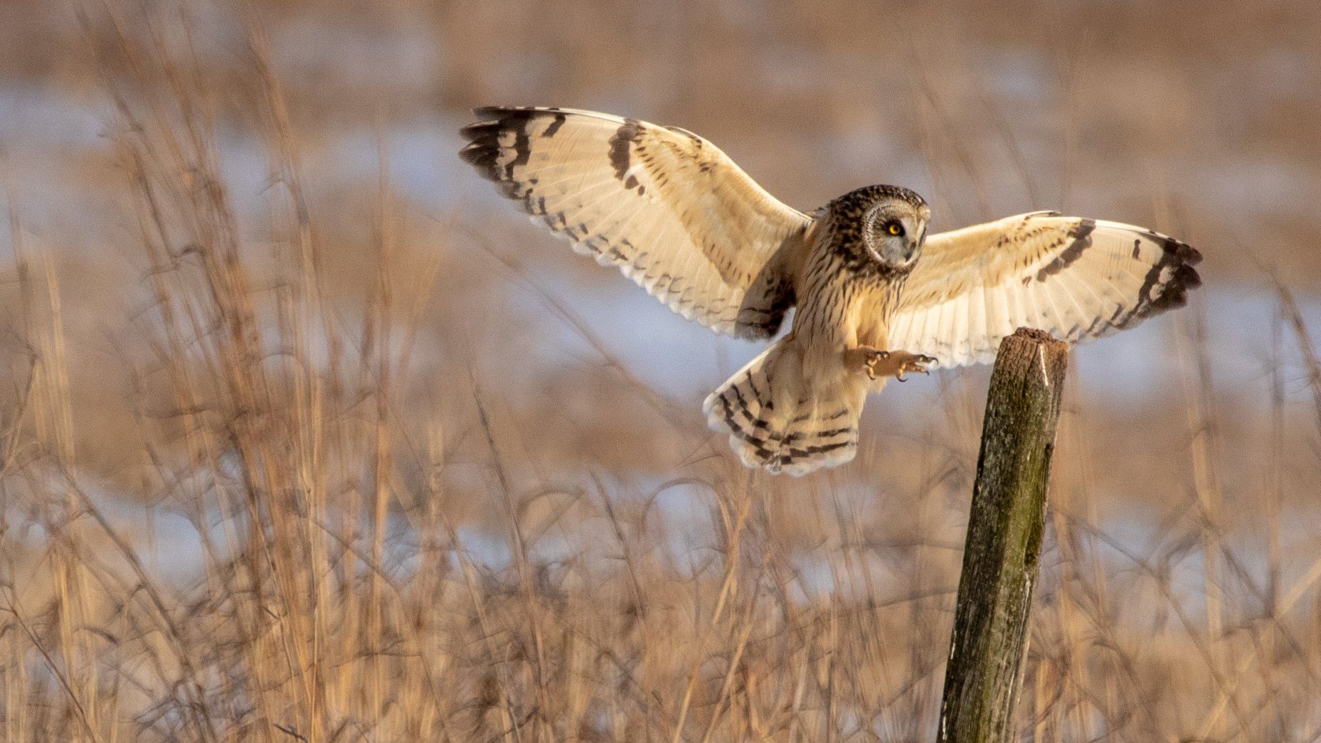 <strong>Galeville Army Airfield, New York -- </strong>Today, species like the short-eared owl (pictured) thrive at the 597-acre park, now known as Shawangunk Grasslands National Wildlife Refuge. Hawks, harriers and the occasional coyote are among the animals that populate the grassland, according to the <a href="index.php?page=&url=https%3A%2F%2Fwww.fws.gov%2Frefuge%2Fshawangunk-grasslands%2Fspecies" target="_blank" target="_blank">US Fish and Wildlife Service</a>.
