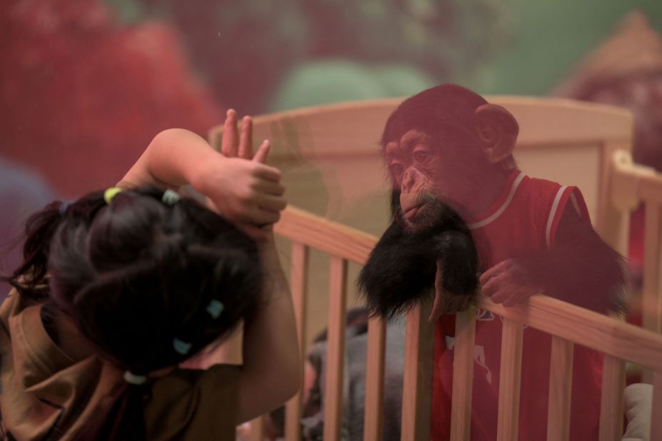 A child looks at a baby chimpanzee at the Beijing Wildlife Park on Monday, September 19.