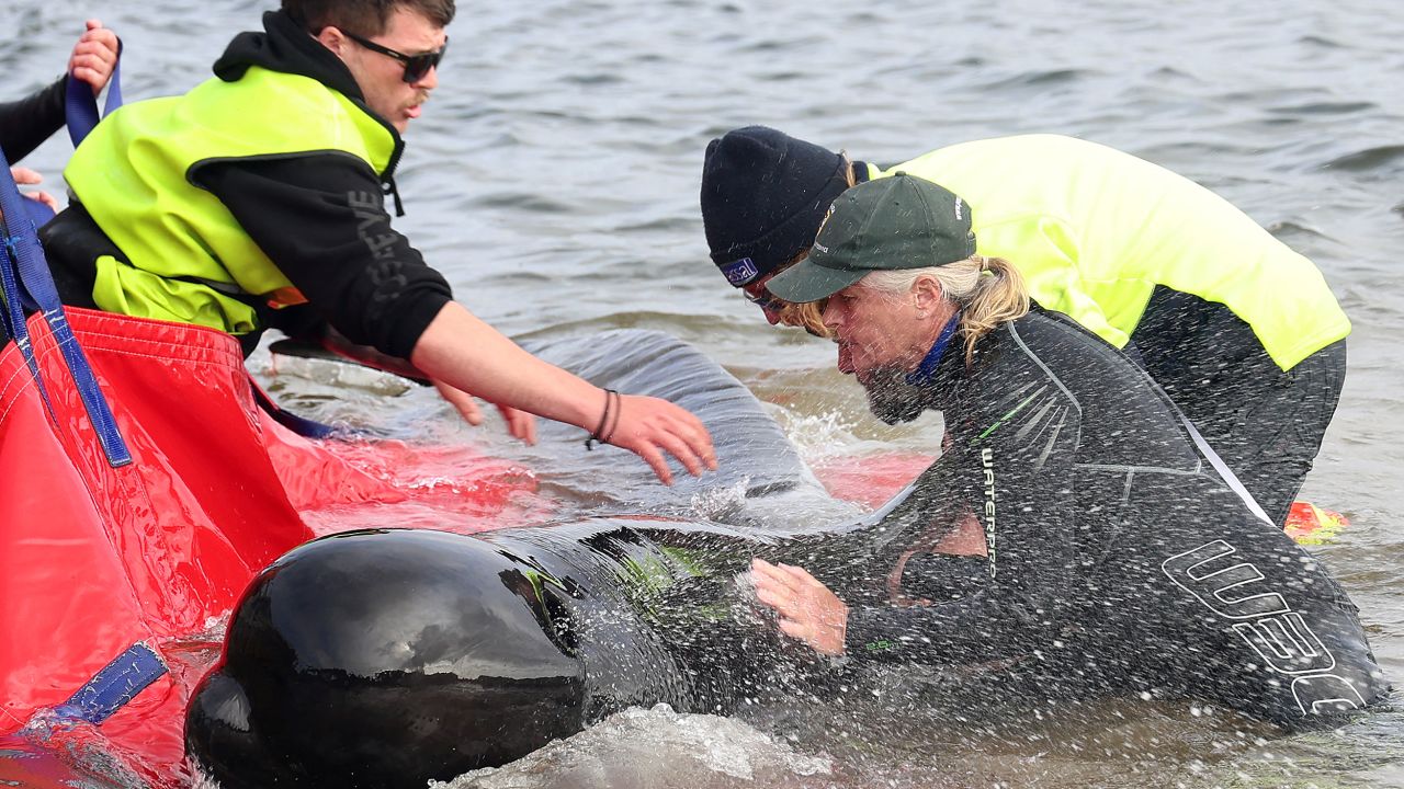 Rescuers in Tasmania release a stranded pilot whale back into the ocean.