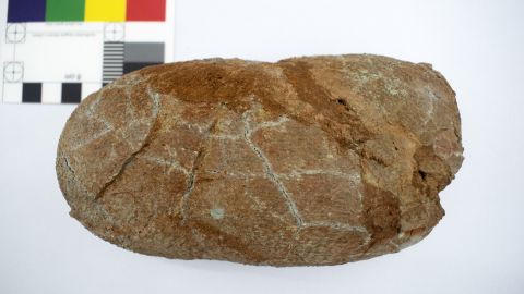 На снимката е фосилизирано яйце, принадлежащо на Macroolithus yaotunensis, което е изследвано като част от изследването. 