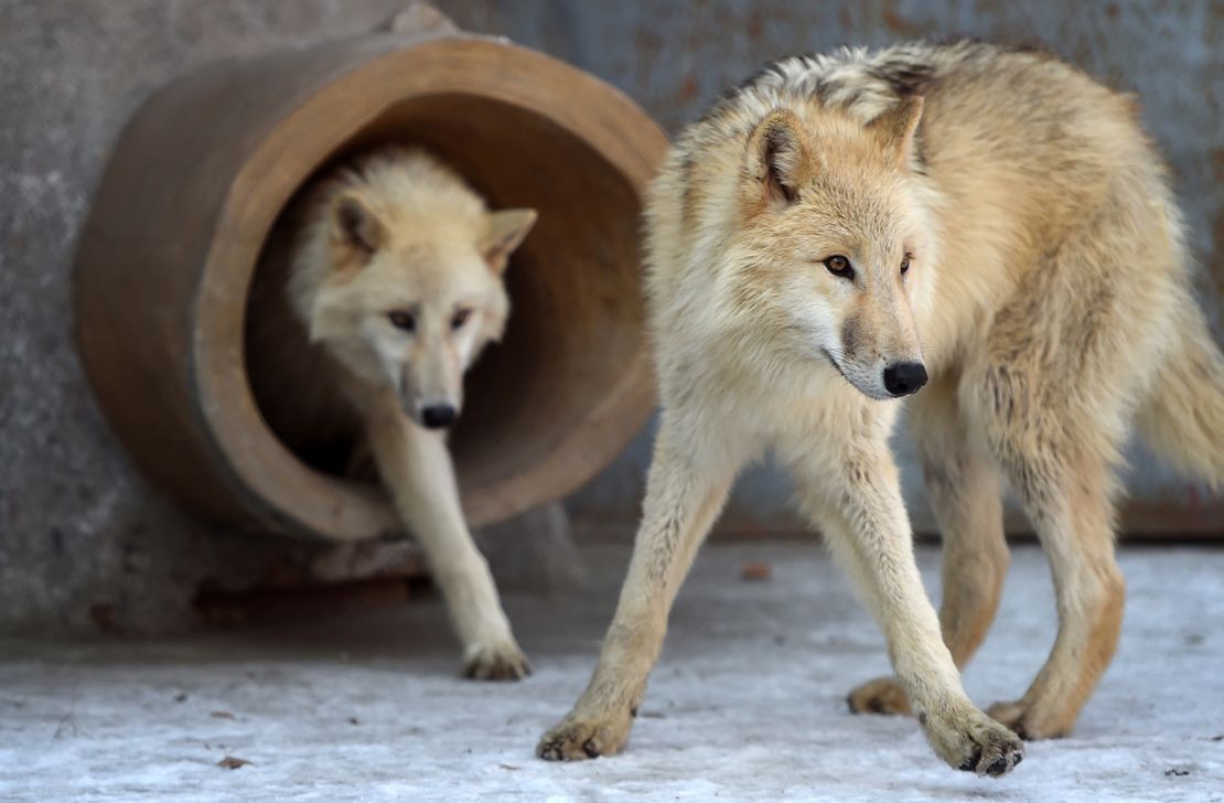 Arctic wolves at Harbin Polarland are shown in Harbin, China, on November 22, 2017.