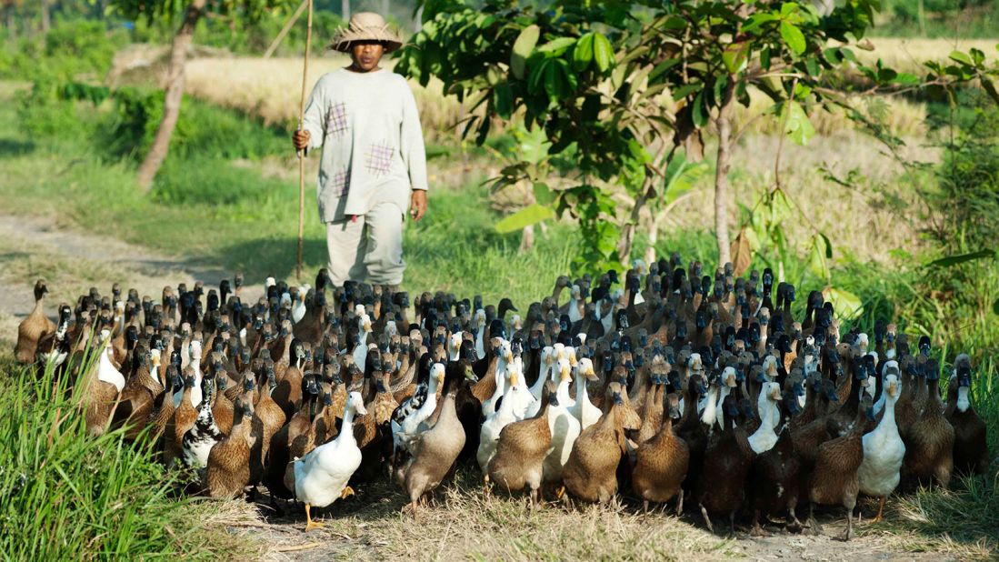 <strong>West Bali: </strong>A duck-herder marches his quacking brood homeward through the West Bali paddy fields.