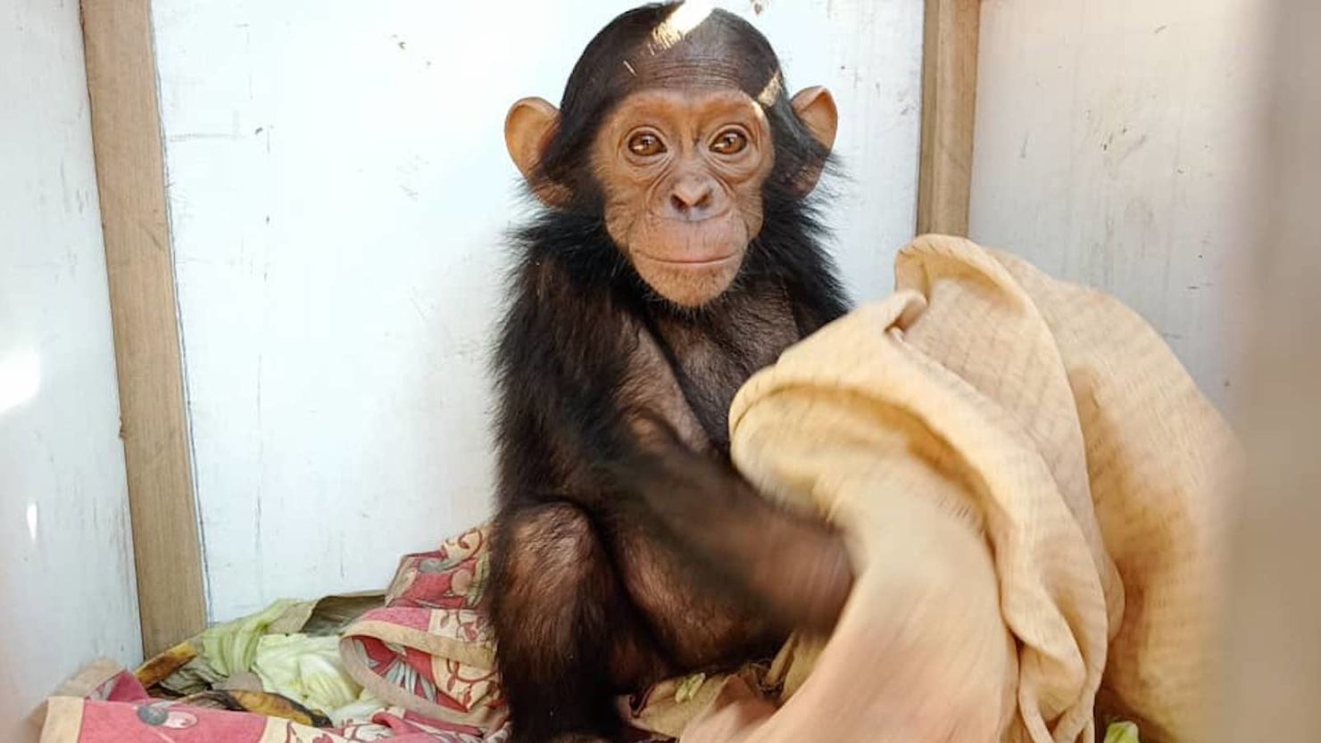 César, one of the baby chimpanzees abducted on September 9