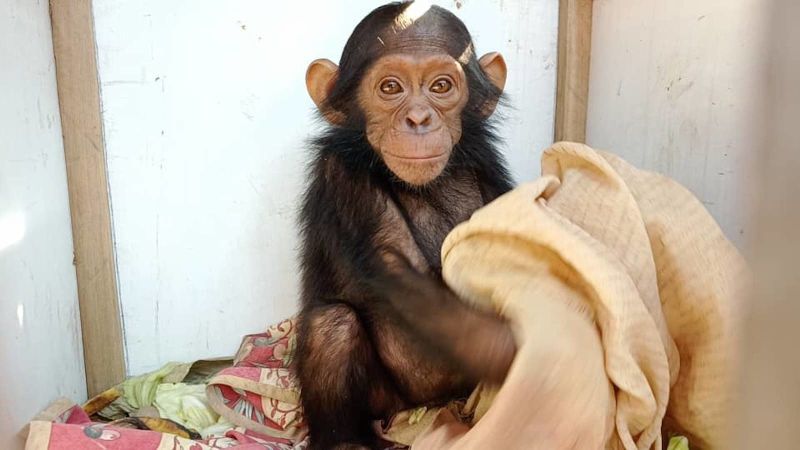 تم اختطاف ثلاثة صغار الشمبانزي من ملجأ في جمهورية الكونغو الديمقراطية.  والآن يريد خاطفوهم فدية