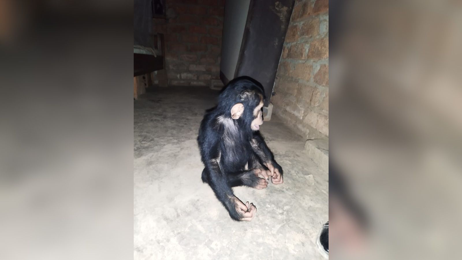 Menacing Monkey Moves into Abandoned House, Attacks Children and