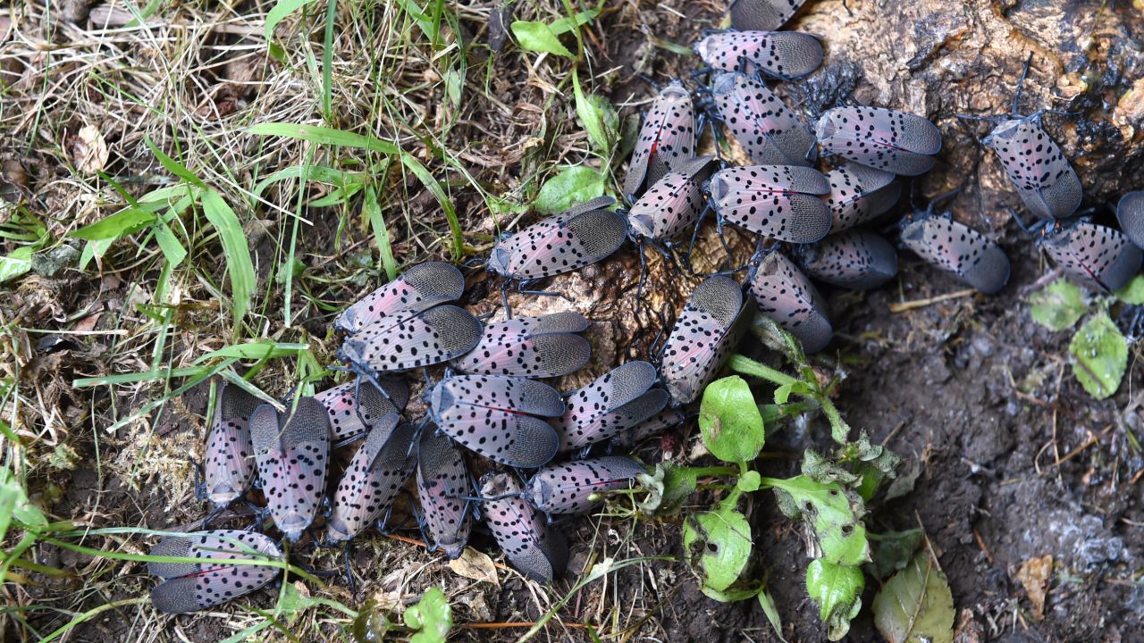 A cluster of spotted lanternflies feast on a tree root.