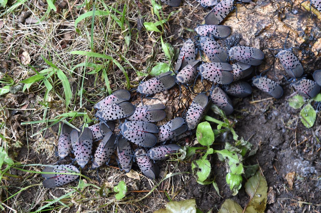 A cluster of spotted lanternflies feast on a tree root.