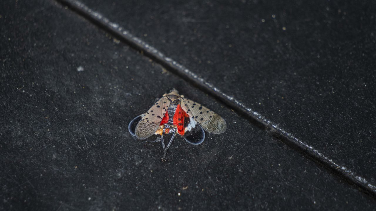 A dead lanternfly in Manhattan in August. Entymologists told CNN they recommend squashing the bugs to help prevent their spread.