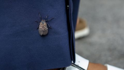 A spotted lanternfly on the pantleg of a New York City pedestrian.