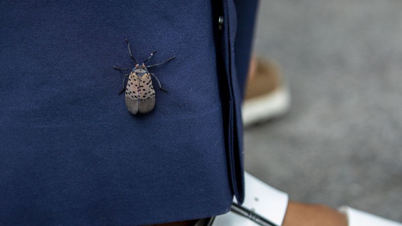 spotted-lanternflies-are-thriving-in-the-northeast-scientists-fear