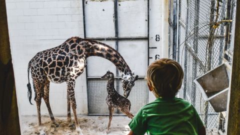 The Virginia Zoo's newest addition is a baby Masai giraffe named Tisa.